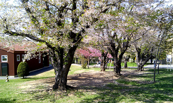 春だ！桜だ！動物園だ！